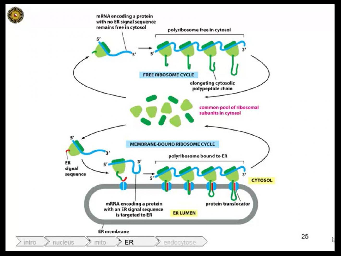 Celbiologie